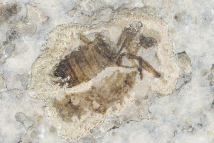 Fossil March Fly (Plecia) - Green River Formation #154527